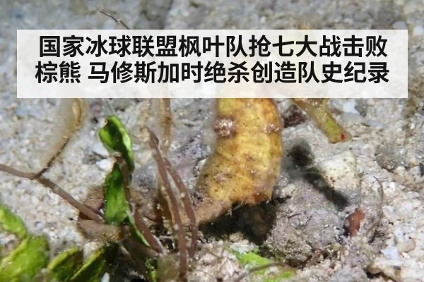 国家冰球联盟枫叶队抢七大战击败棕熊 马修斯加时绝杀创造队史纪录